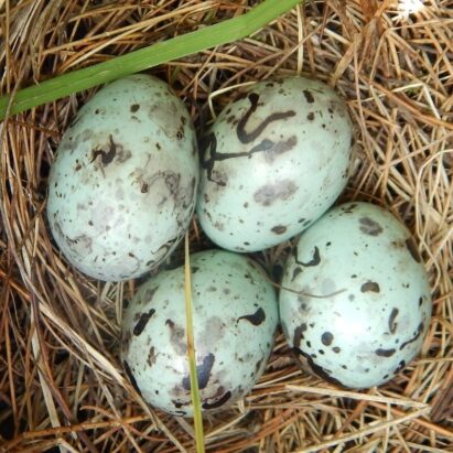 Scholarship Fund Donation for Grackle Writers
